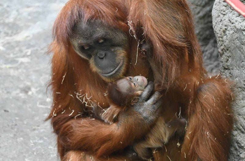 St. Louis Zoo