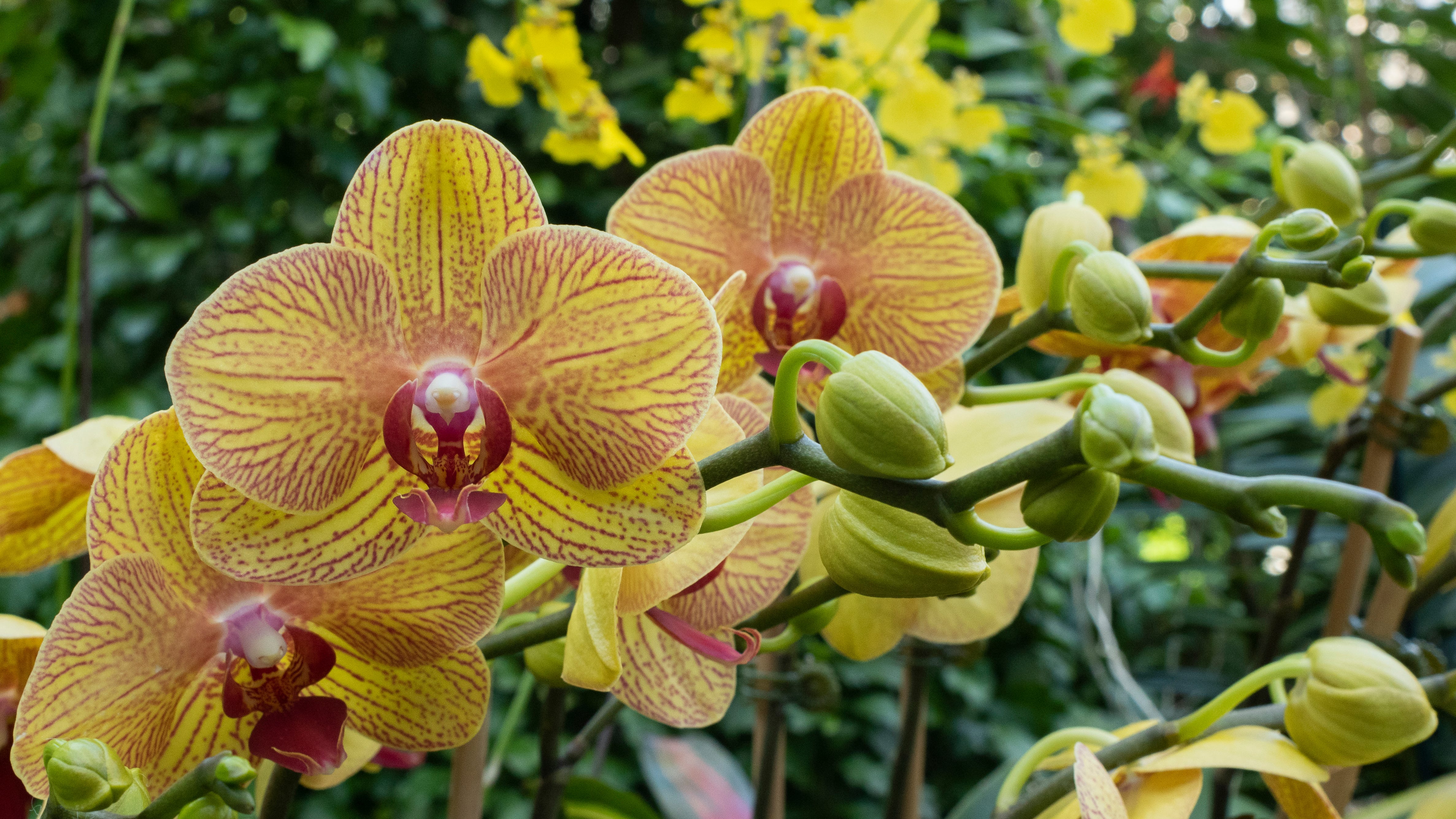 How to take care of an orchid