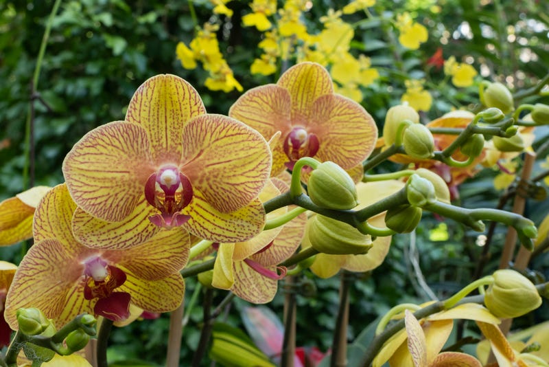 orchid