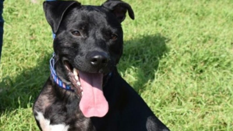 Oreo @ Austin Humane Society 2/22/23