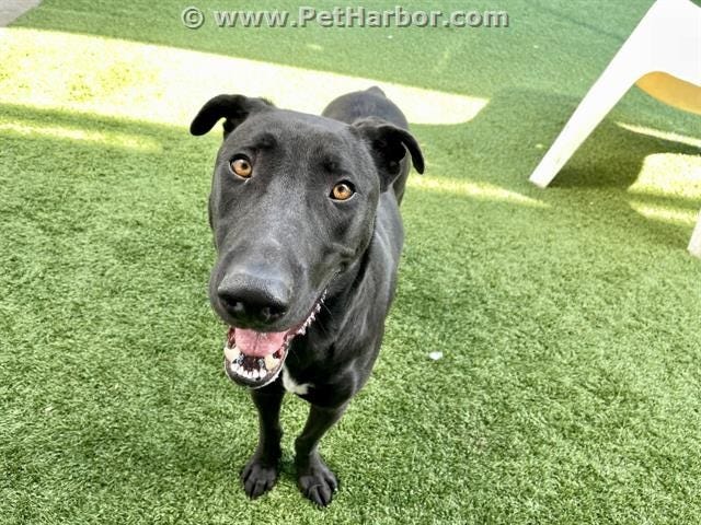 Oreo #A1126886