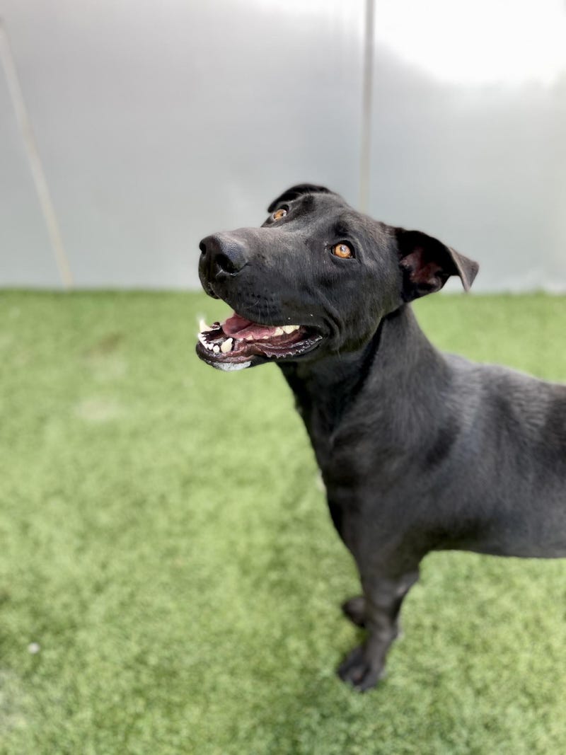 Oreo #A1126886