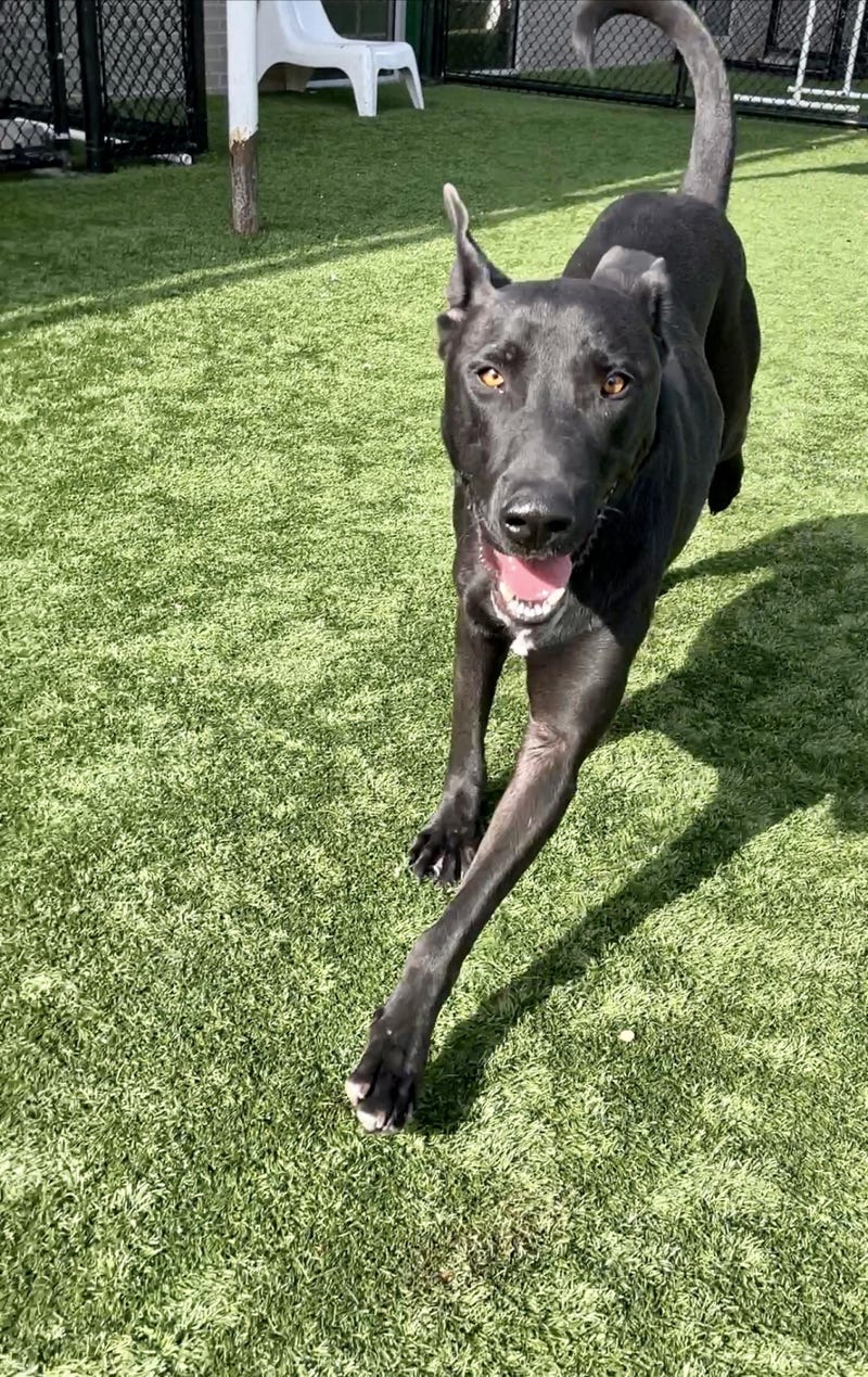 Oreo #A1126886