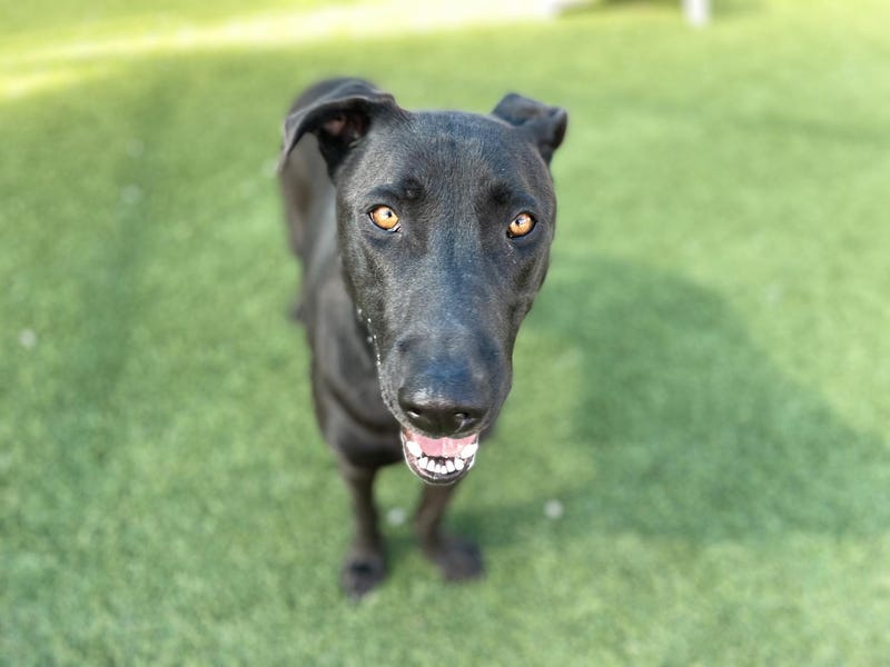 Oreo #A1126886