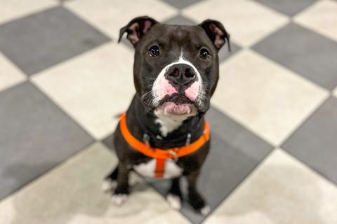 Orion, a 3-year-old, 80.6 pound American Staffordshire Terrier mix