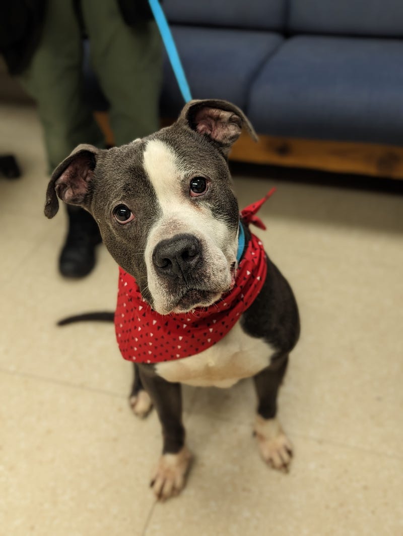 Chesterfield County Animal Services
