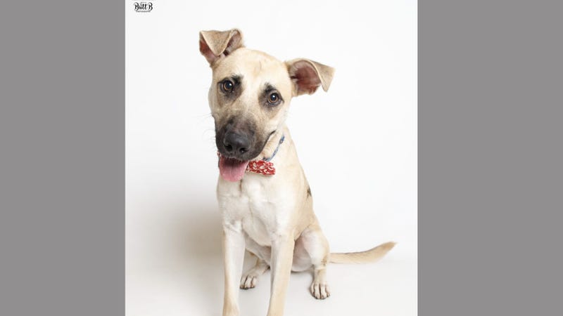 Orion the dog