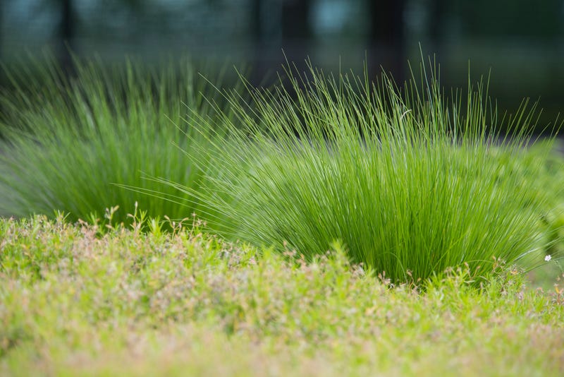 grass