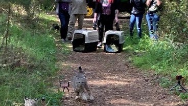 WATCH: Orphaned bobcat cubs released back into Monterey wilderness