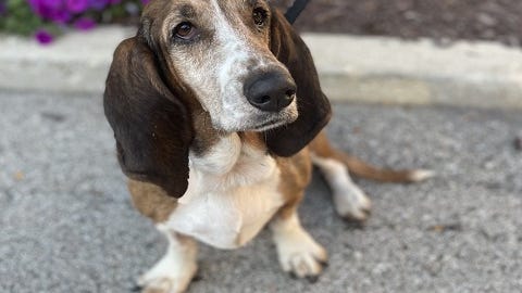 After recovering, this sweet basset hound is looking for her forever home