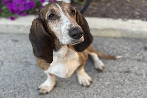 basset hound adoption