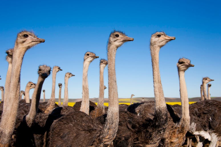 Ostriches