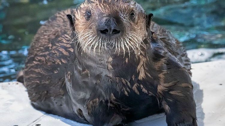 Long Beach aquarium introduces new sea otter pup