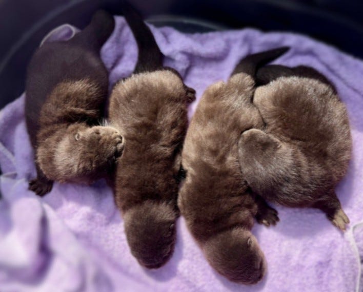 Four North American river otter pups were born at the Long Island Aquarium on Feb. 6.