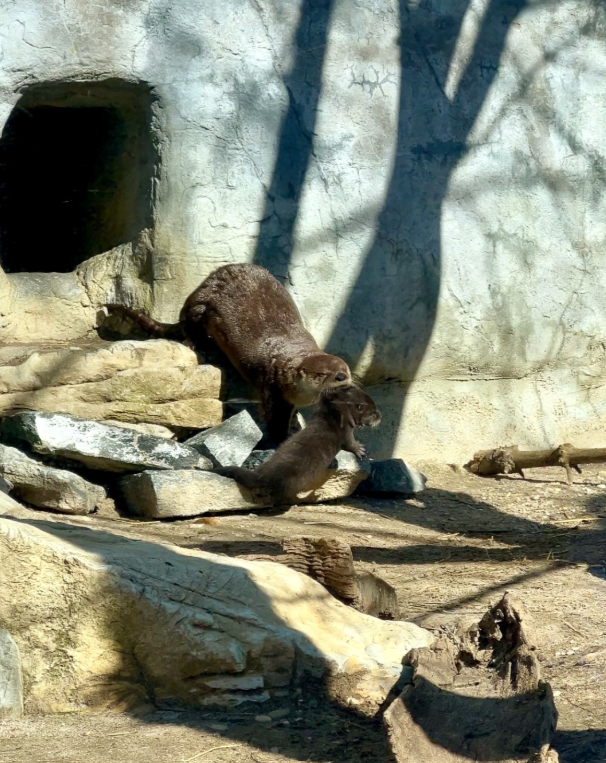 otter