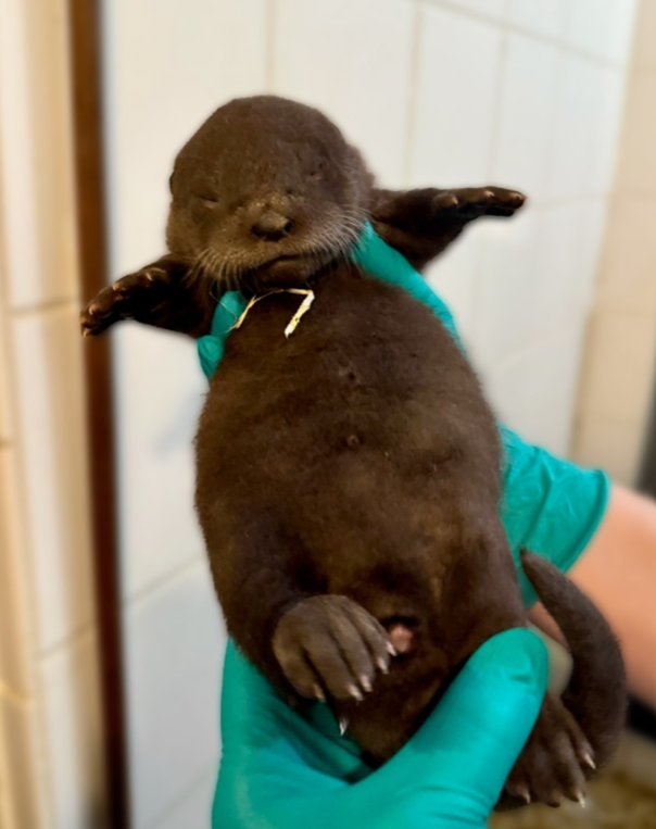 otter