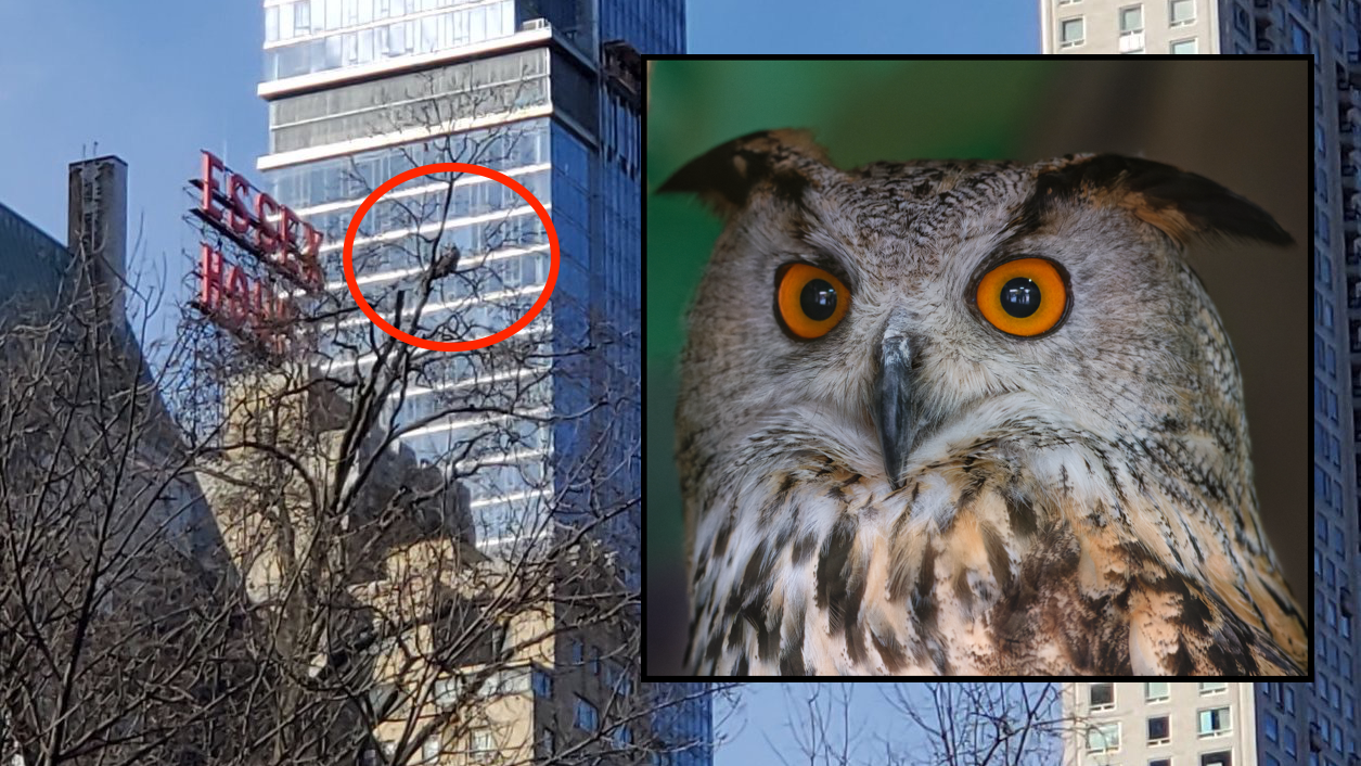 Rescuers led on wild owl chase after Eurasian eagle-owl escapes from Central Park Zoo