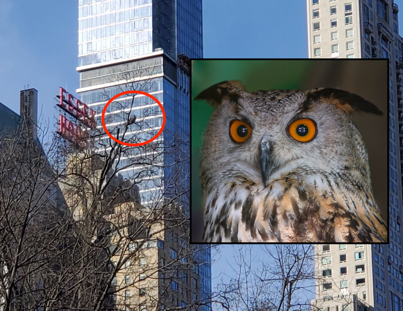 Flaco the owl was perched high up in a tree over Central Park on Friday. Inset: A Eurasian eagle owl.