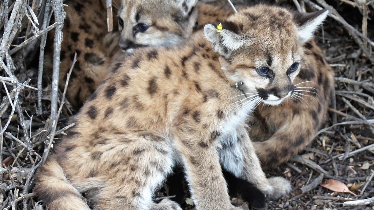 Mountain lion kittens rescued from Thousand Oaks office park