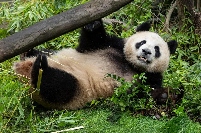 Pandas
