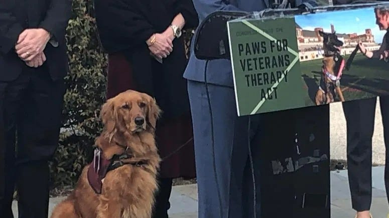 Here's where and how the VA will begin PAWS Act pilot implementation