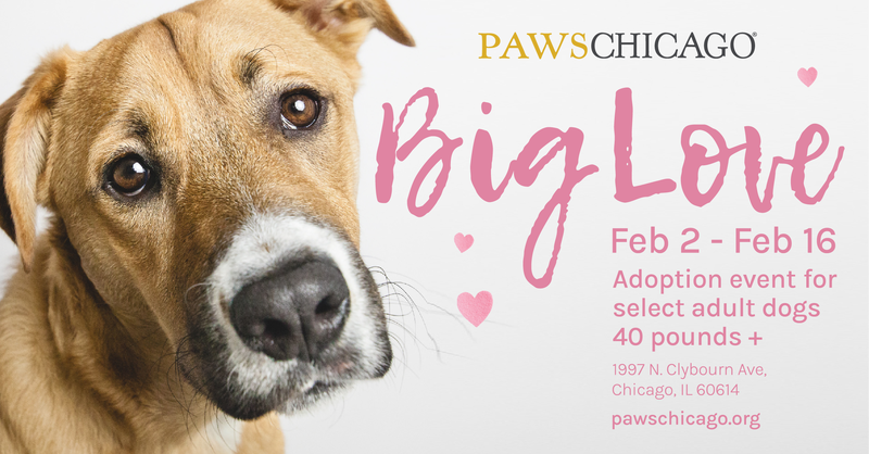 Celebrate the season of love and join PAWS Chicago for the Big Love Adoption Event now through Wednesday, Feb. 16 at the Lincoln Park Adoption Center.