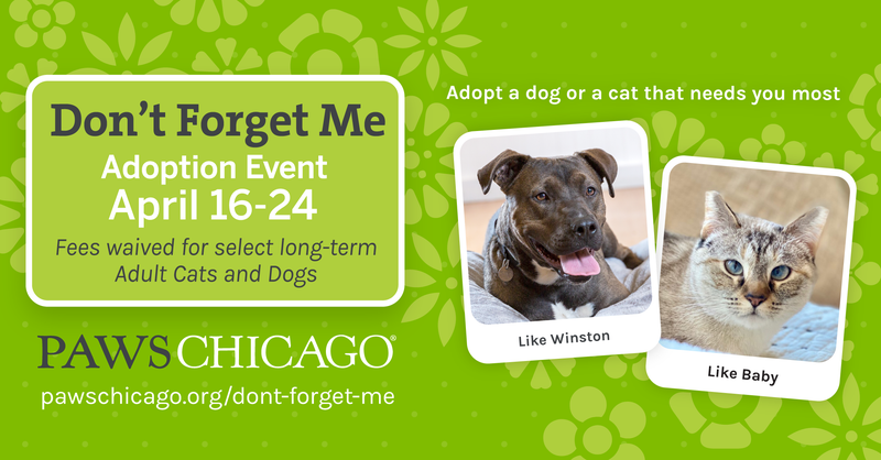 The virtual “Don’t Forget Me” adoption event is designed to bring attention to homeless animals who have been overlooked by potential adopters.