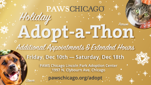 PAWS Chicago hosts weeklong Holiday Adopt-A-Thon