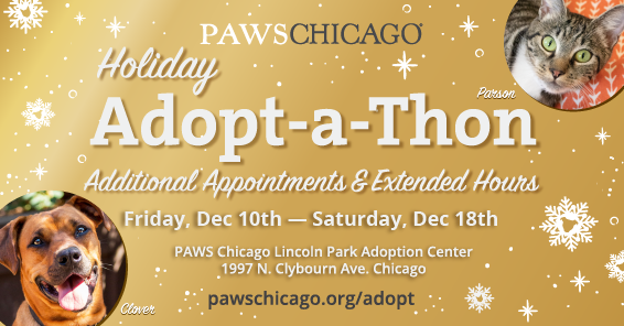 PAWS Chicago’s Annual Holiday Adopt-a-Thon