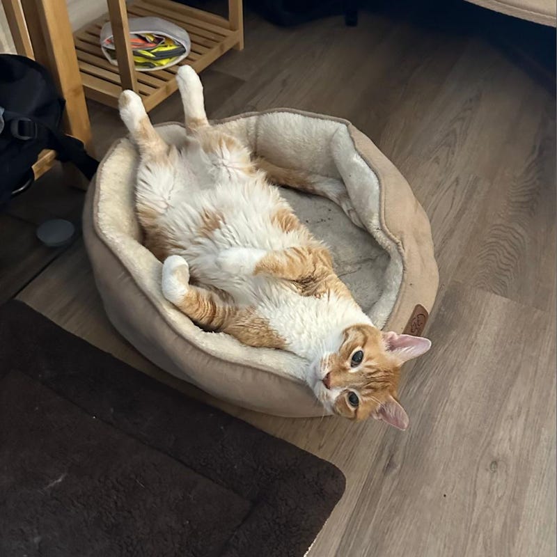cat