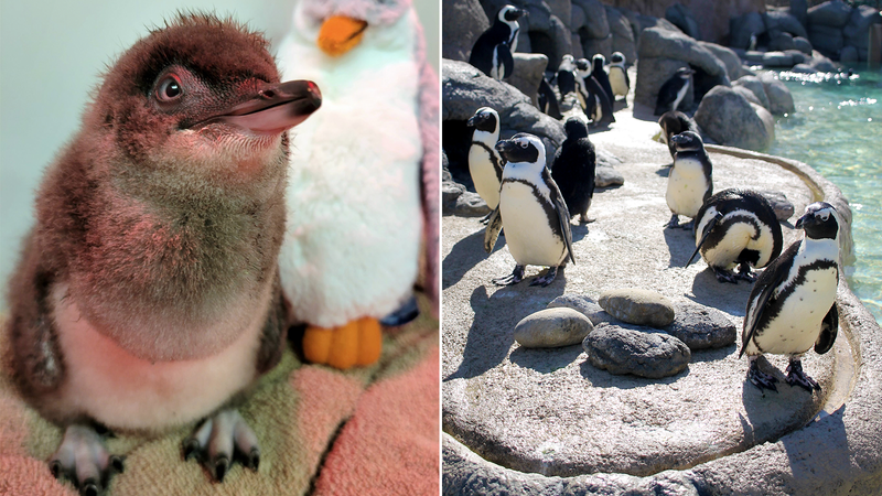 Penguins at Adventure Aquarium