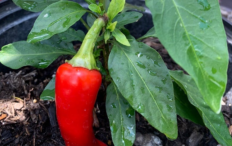 Hot Pepper plant