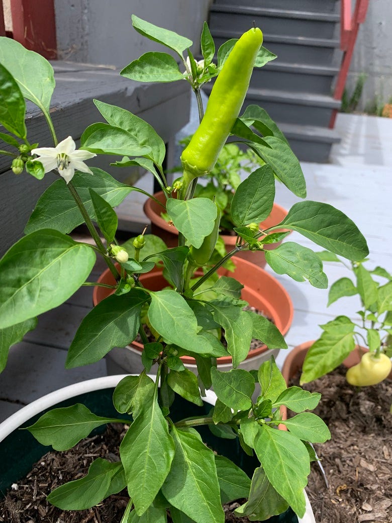 Rock's hot pepper plant