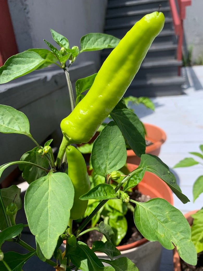 Another pic of Rock's hot pepper plant 