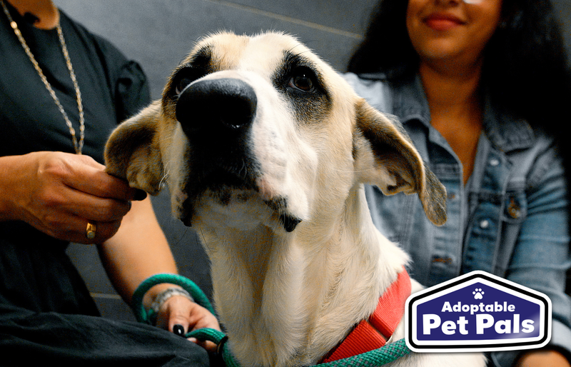 SPCA of Texas