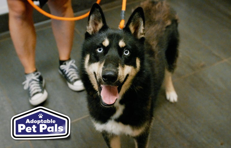 SPCA of Texas