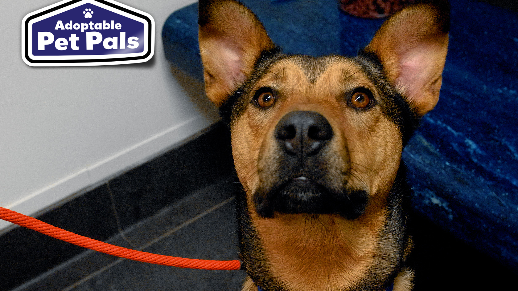 Adoptable Pet Pals: Meet Chucky!