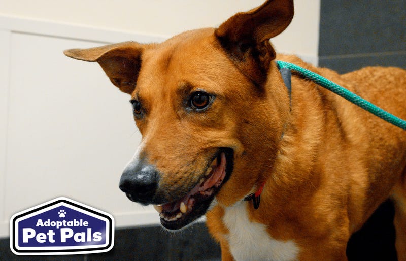 SPCA of Texas