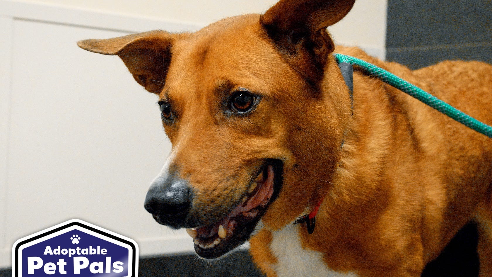 Adoptable Pet Pals: Meet Kobe!