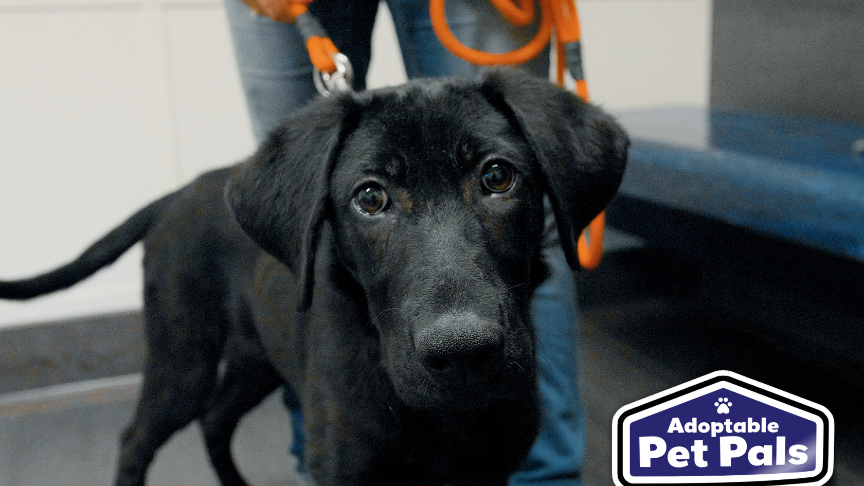 Adoptable Pet Pals: Meet Coral
