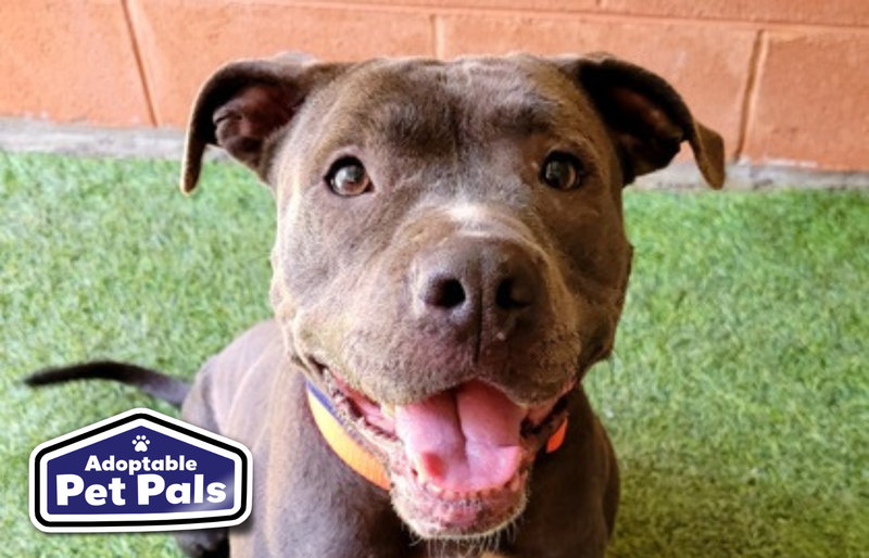 SPCA of Texas