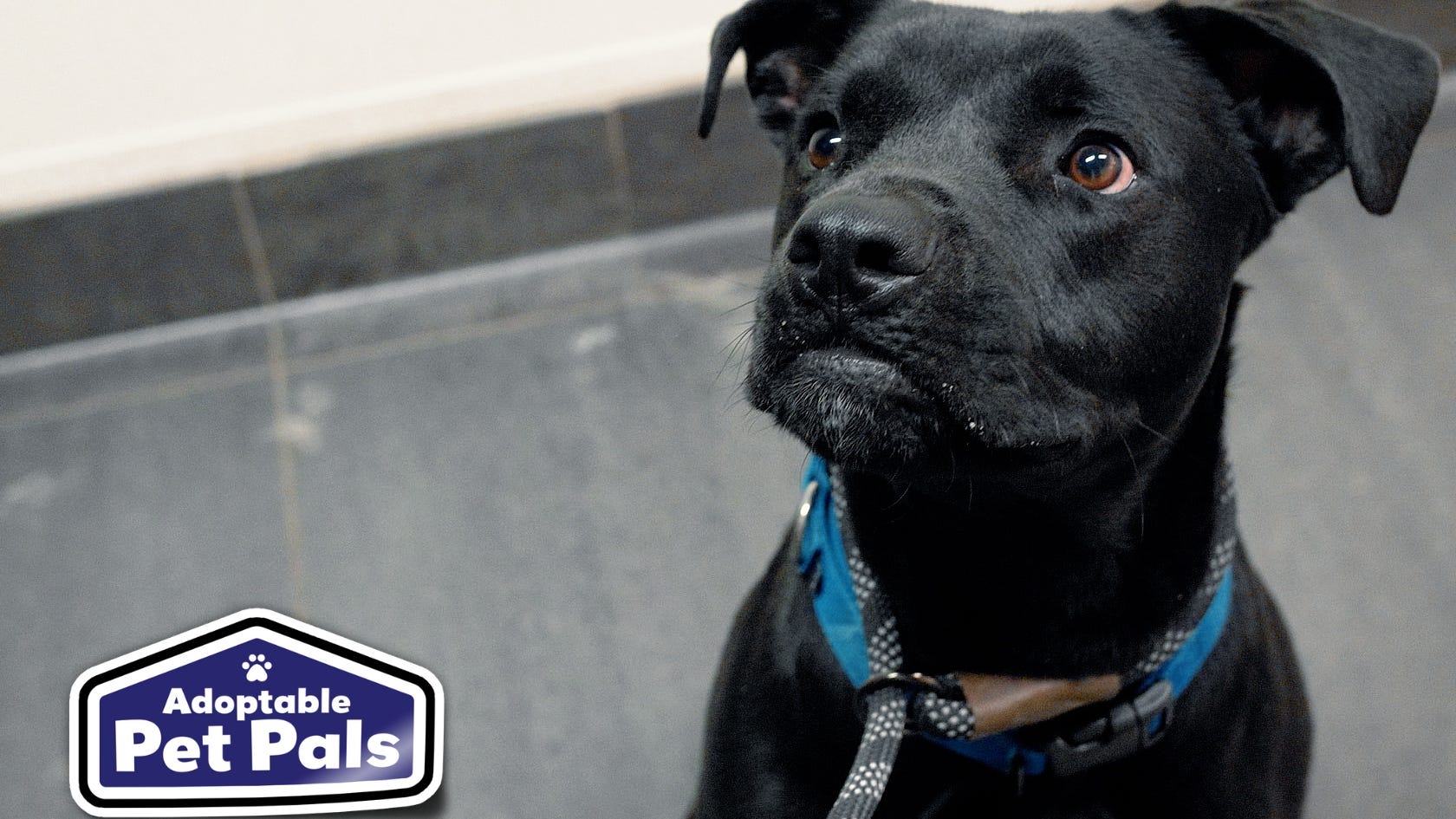Adoptable Pet Pals: Meet Rufio!