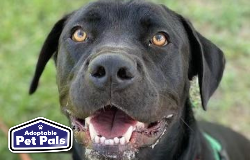 SPCA of Texas