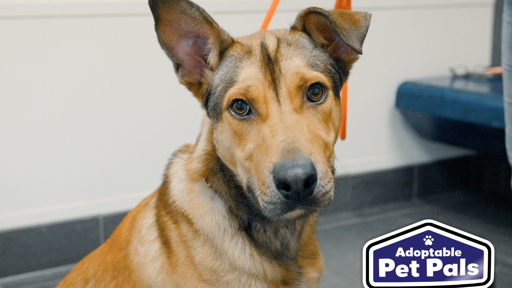 Adoptable Pet Pals: Meet Rixton!