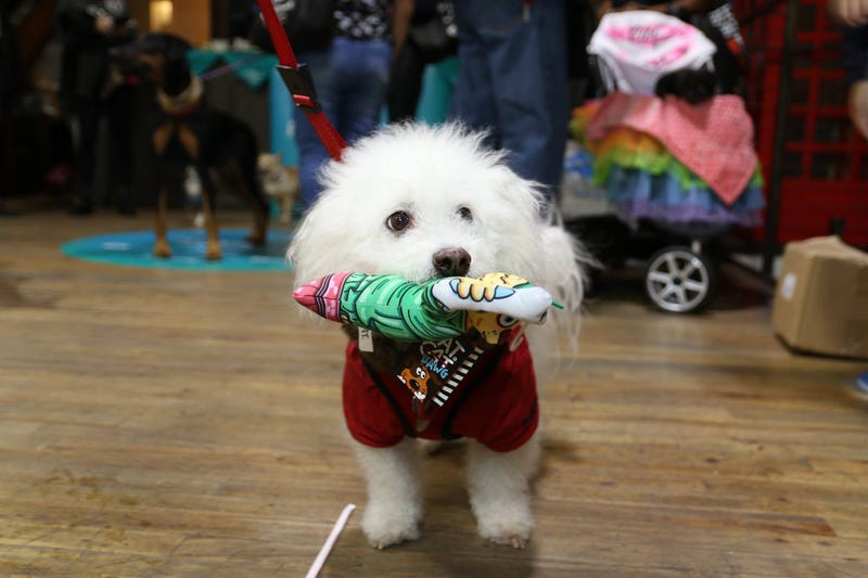 Pet Retail World Rescue On The Runway Fashion Show