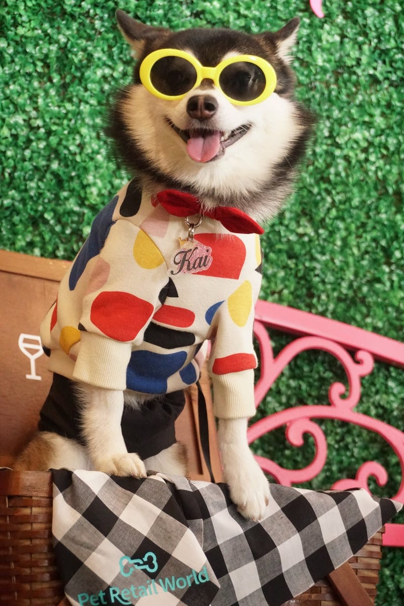 Pet Retail World Rescue On The Runway fashion show.