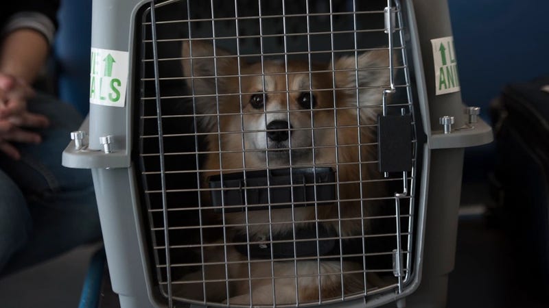 PETSCOVER