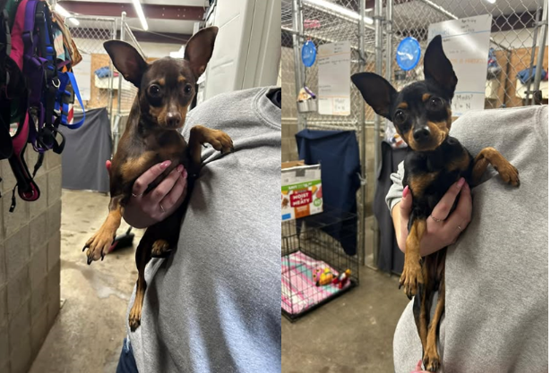 Two dogs rescued after being found taped in box outside White Oak Giant Eagle