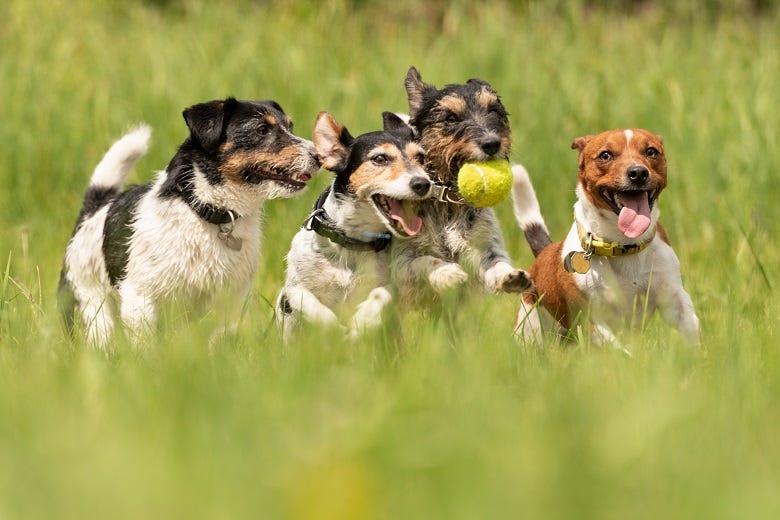 Dogs running in a field