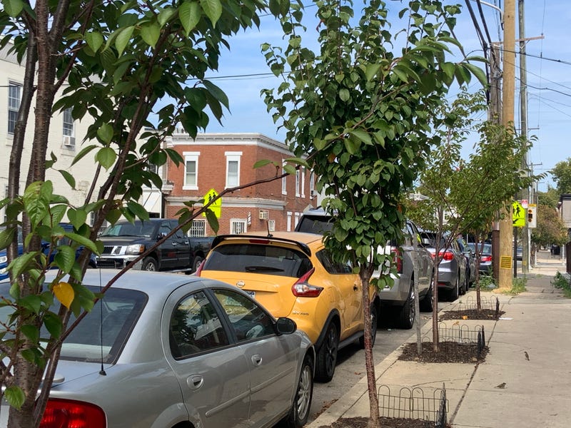 Some of the new trees planted near Malcolm X Park in West Philadelphia.
